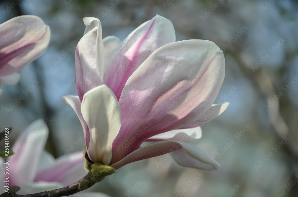 Blooming magnolia in springtime. Spring nature wallpaper with blurry gradient backdrop. Toned image doesn’t in focus.