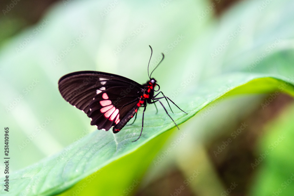 Butterfly with very bright colors on flowers and plants Butterfly with very bright colors on flowers and plants