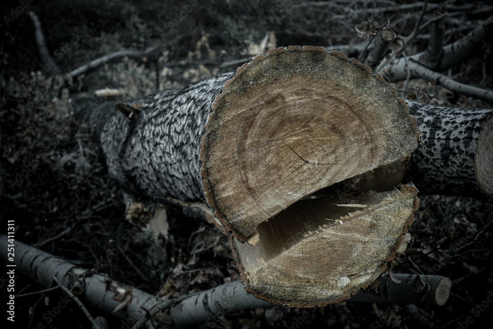 Fototapeta premium dark forest