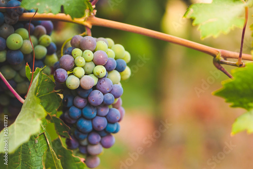 Close up multi-color wine grapes