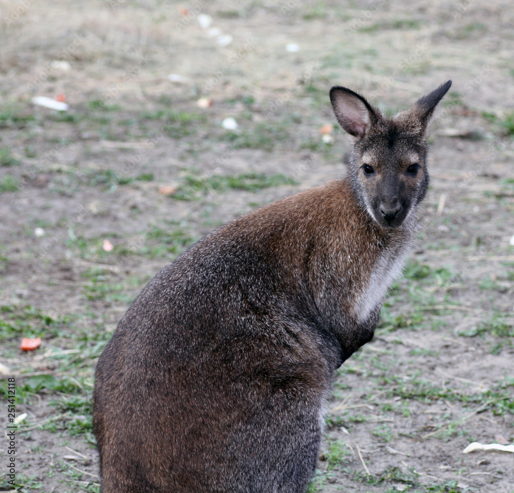 kangaroo kangaroo