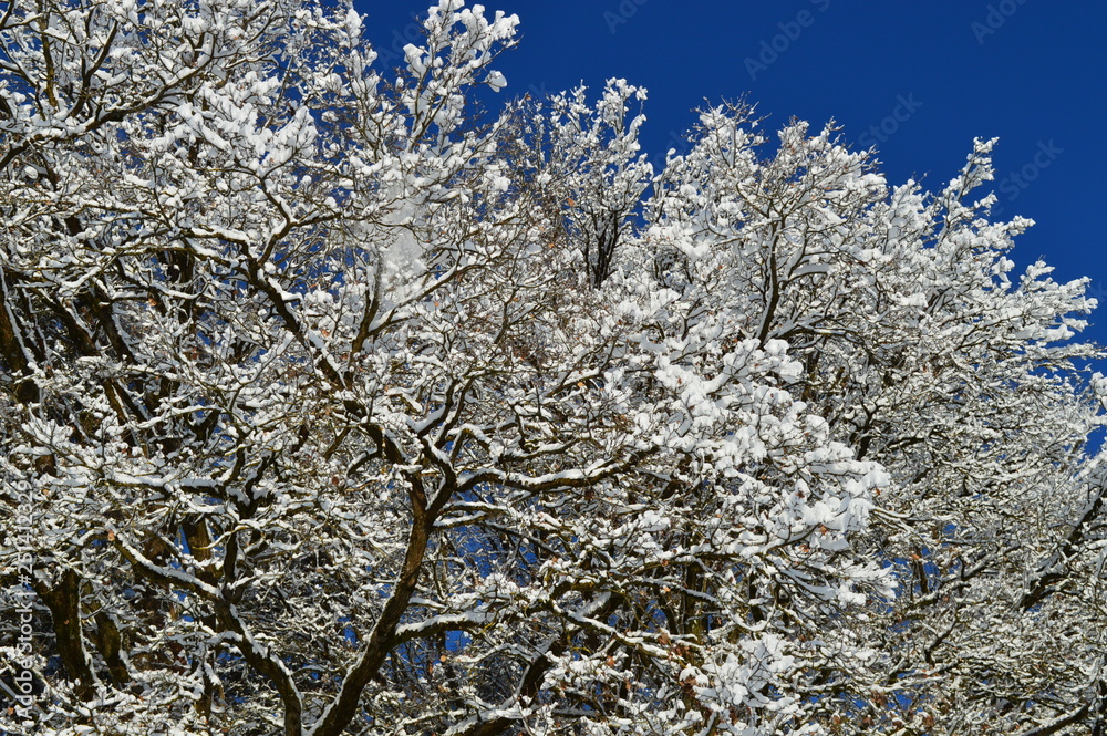Es ist Winter. Außerhalb der Stadt. Wald Es ist Winter. Außerhalb der Stadt. Wald