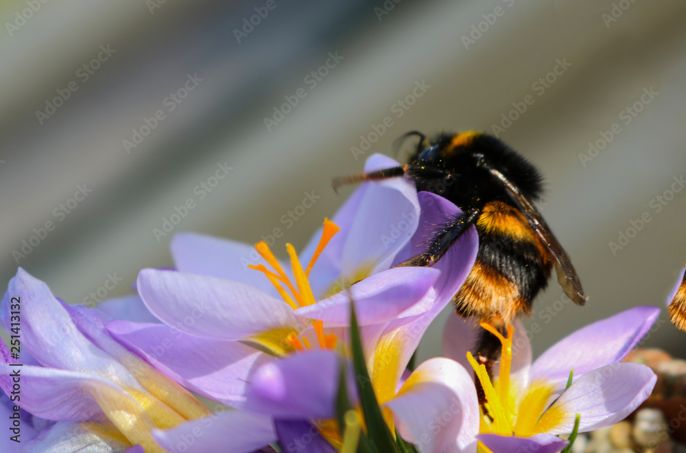 Large bee on a large purple crocus flower. Large bee on a large purple crocus flower.