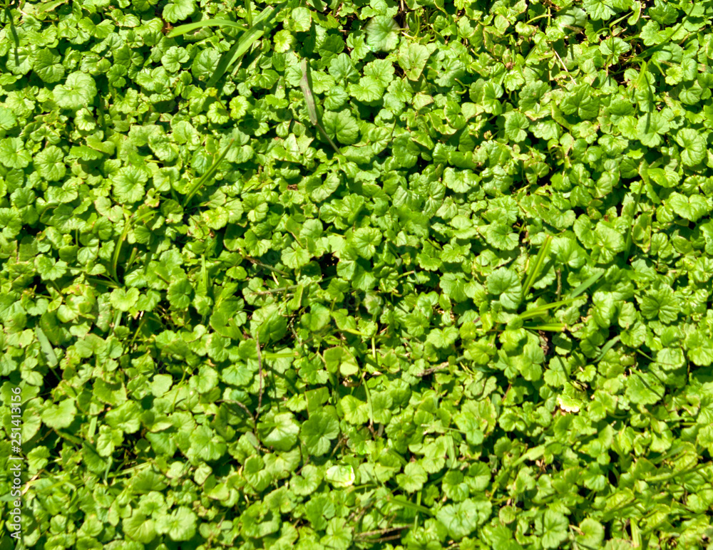 Green grass is lit by the sun Green grass is lit by the sun