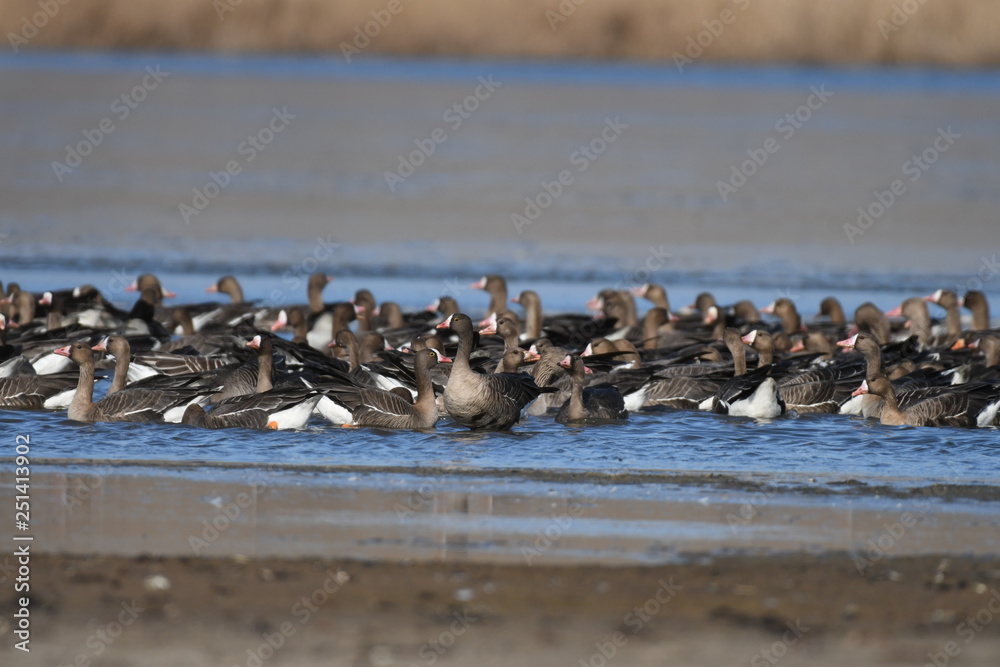 Greater White-fronted Goose (Anser albifrons) Greater White-fronted Goose (Anser albifrons)