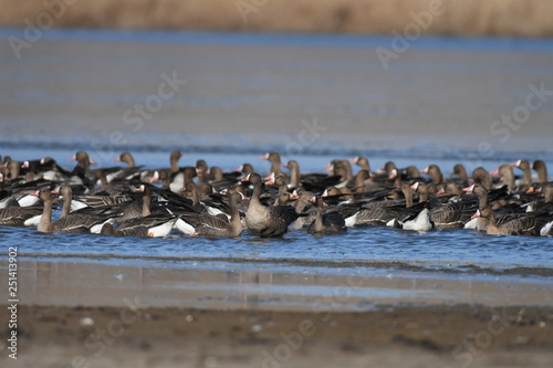 Greater White-fronted Goose (Anser albifrons) 