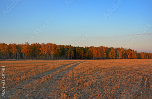 Autumn forest in the distance © FloralShot