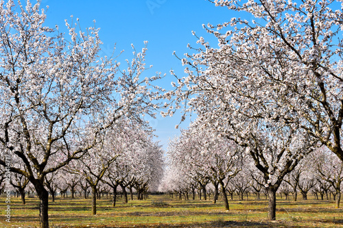 plantation of almond trees plenty of white flowers in a spring day with a blue sky