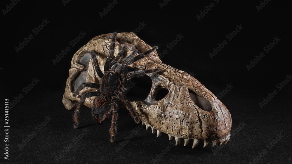 Spider Tarantula on skull on black background Spider Tarantula on skull on black background