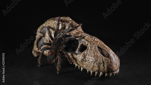 Spider Tarantula on skull on black background