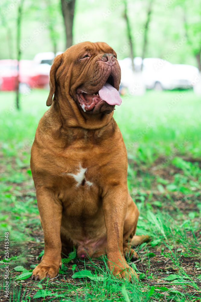 french mastiff