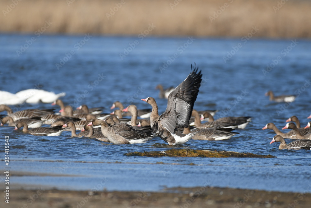 Fototapeta premium Greater White-fronted Goose (Anser albifrons) 