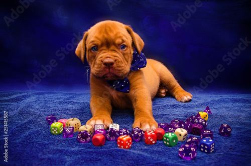 french mastiff