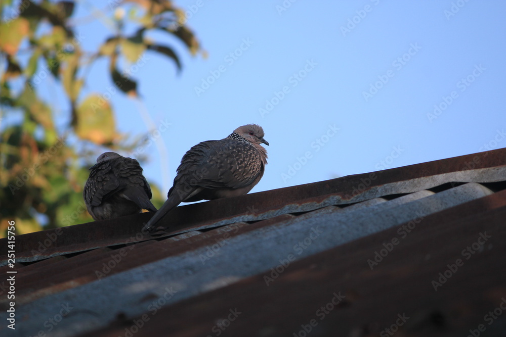 Obraz premium couples goal.