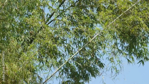 bamboo shoots are shaking with wind under the clear sky
