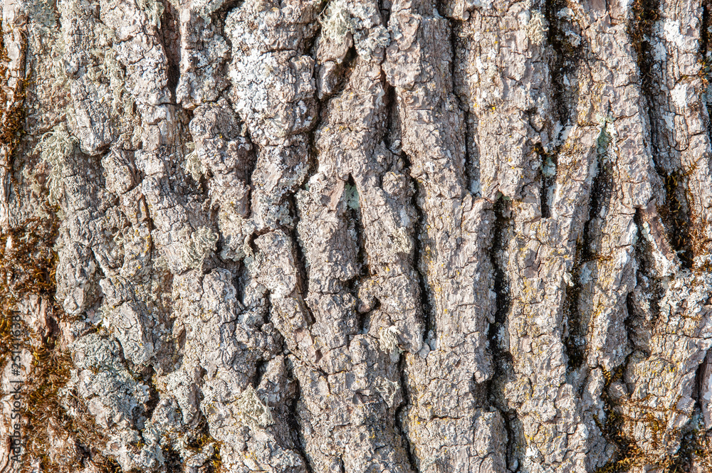 bark of tree as background with copy space