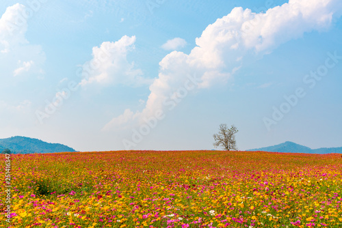 花畑の丘