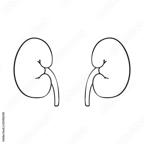 Outline vector human kidneys on white background.
