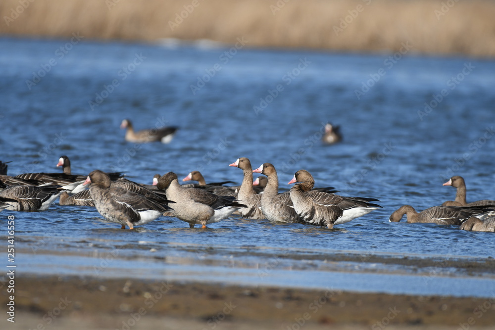 Greater White-fronted Goose (Anser albifrons) Greater White-fronted Goose (Anser albifrons)