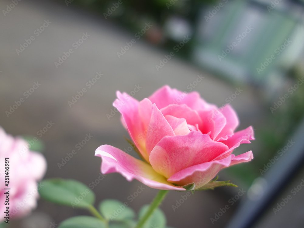 Fototapeta premium 花