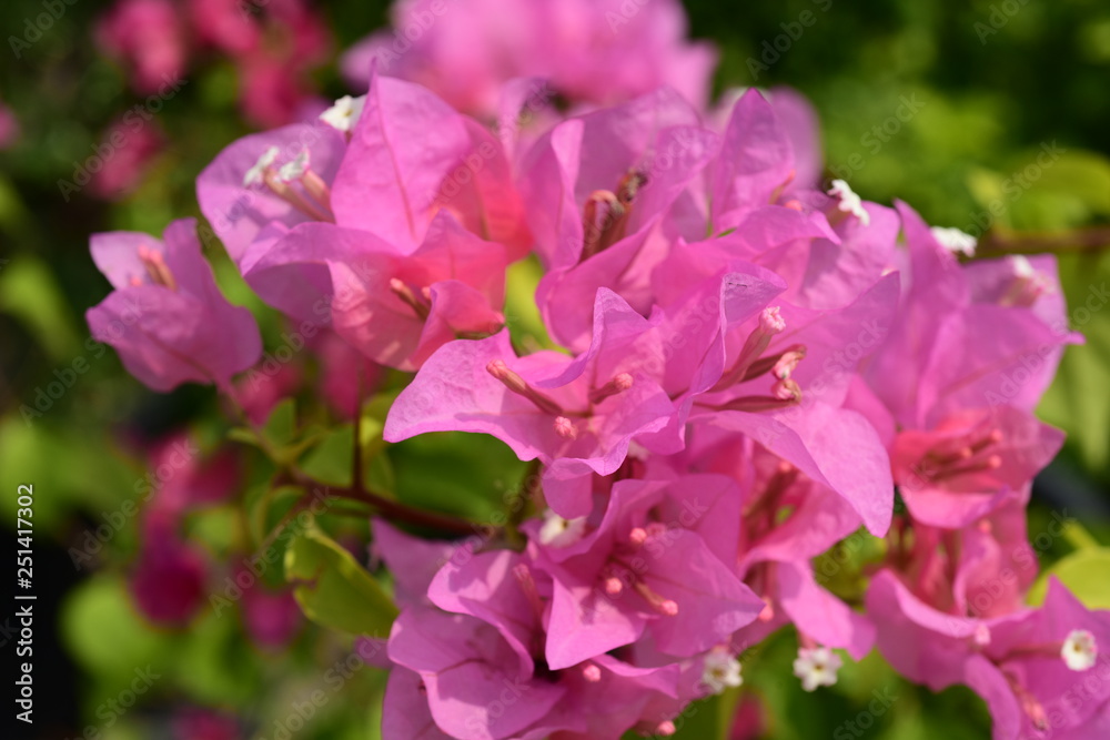 flower blooming.Beautiful flowers in the garden Blooming in the summer.Landscaped Formal Garden. flower blooming.Beautiful flowers in the garden Blooming in the summer.Landscaped Formal Garden.