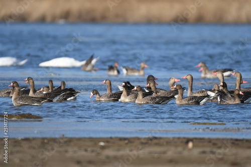 Greater White-fronted Goose (Anser albifrons) 