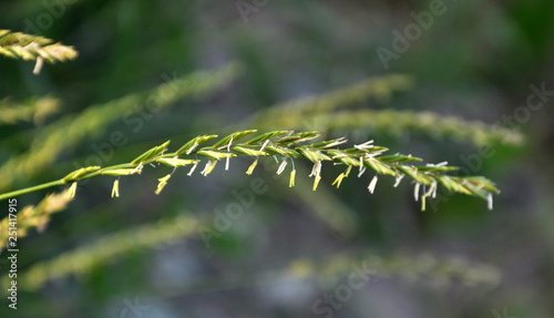 In the nature blooming ryegrass (Lolium perenne) photo