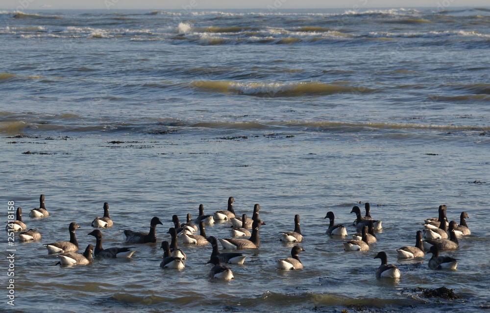 Fototapeta premium Brant goose (oie bernache cravant) 