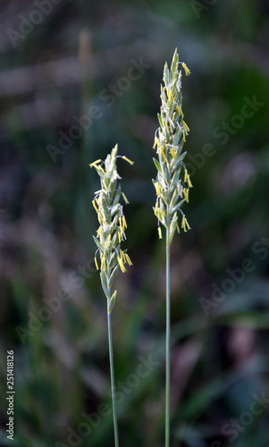 In the nature blooming ryegrass (Lolium perenne) photo