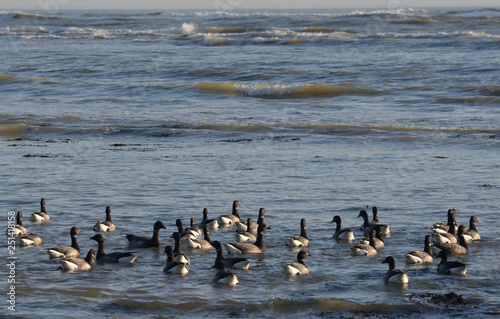 Brant goose (oie bernache cravant) 