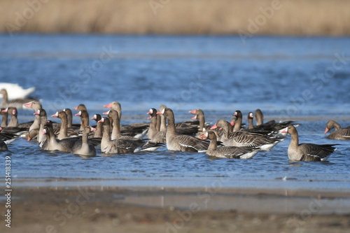 Greater White-fronted Goose (Anser albifrons) 