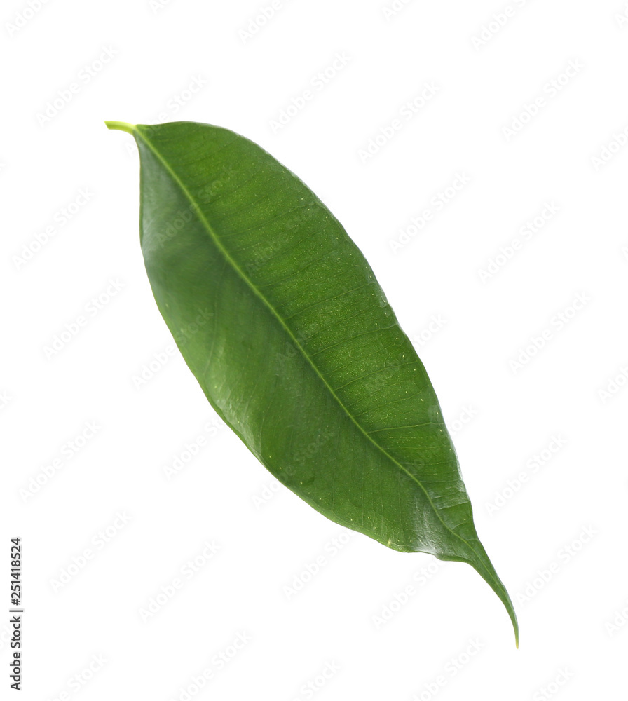 Fototapeta premium Fresh green ficus leaf on white background