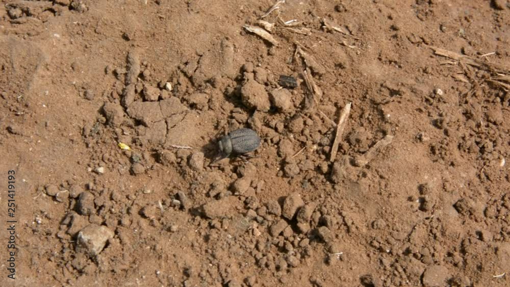 Close-up of a dung beetle on red ground in the forest Close-up of a dung beetle on red ground in the forest