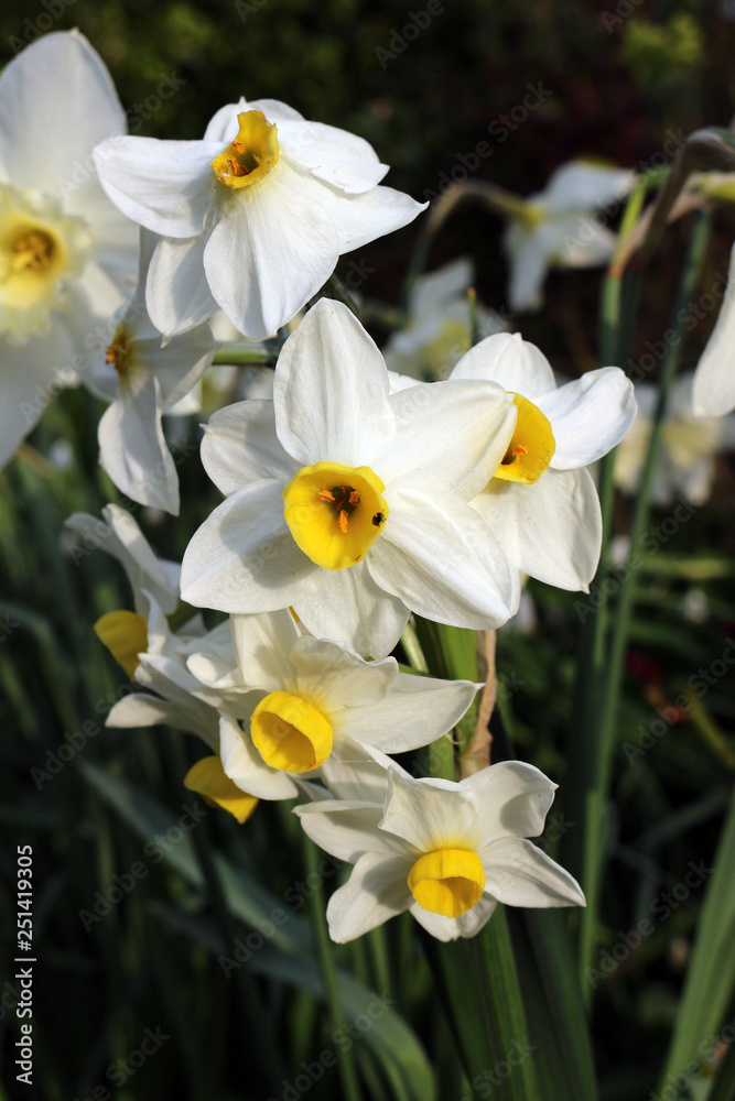 White Daffodil Spring Flowers, Narcissus Minnow White Daffodil Spring Flowers, Narcissus Minnow