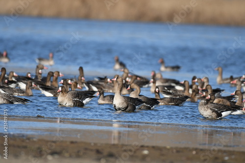 Greater White-fronted Goose (Anser albifrons) 