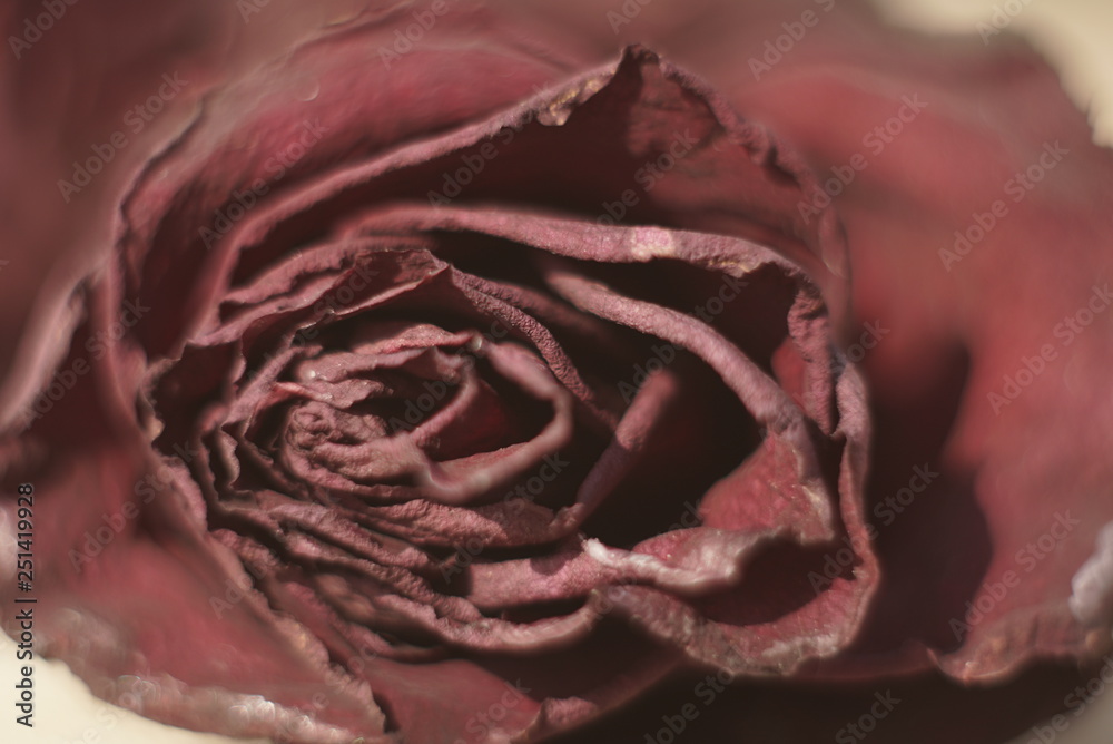 Obraz premium Dry Old Rose Close Up