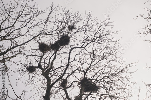 Crows nests on trees photo