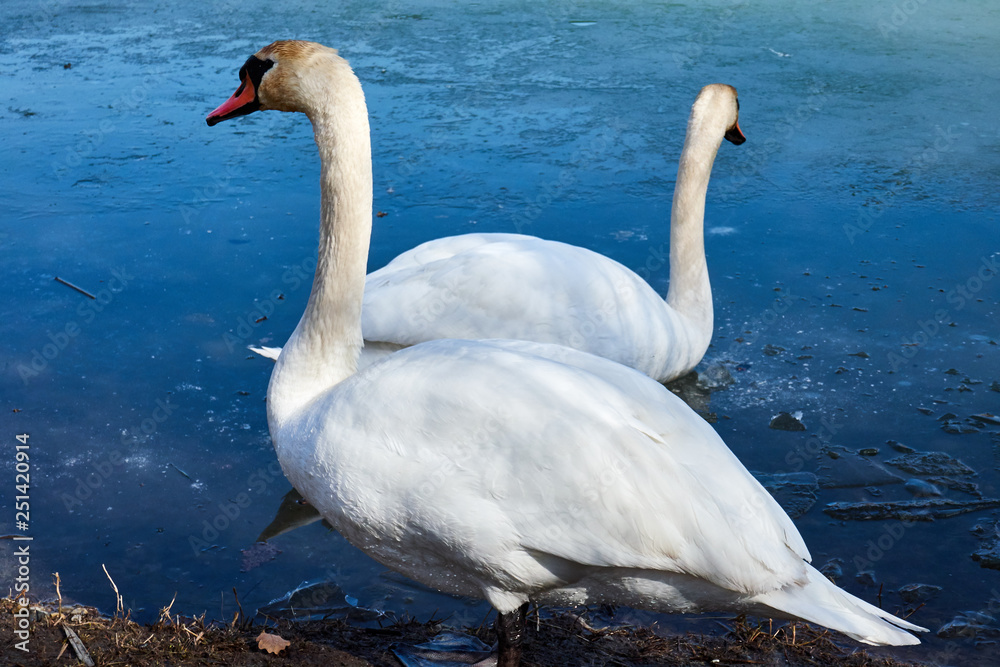 swans on the ice, balance, ice hole ,one leg , lovely swans on the ice, balance, ice hole ,one leg , lovely