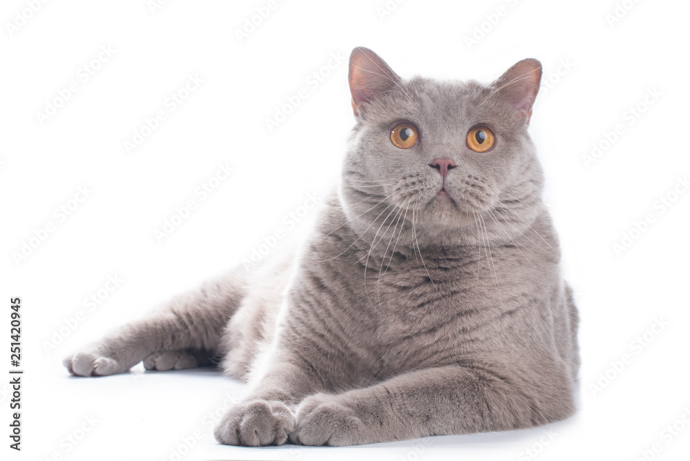imposing british cat on a white background