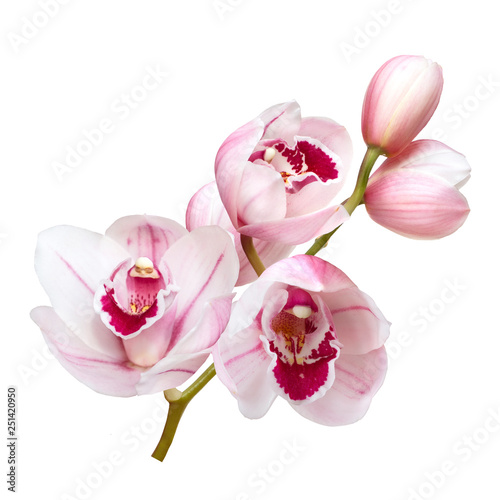 Fototapeta Naklejka Na Ścianę i Meble -  pale pink orchid flowers isolated on white background
