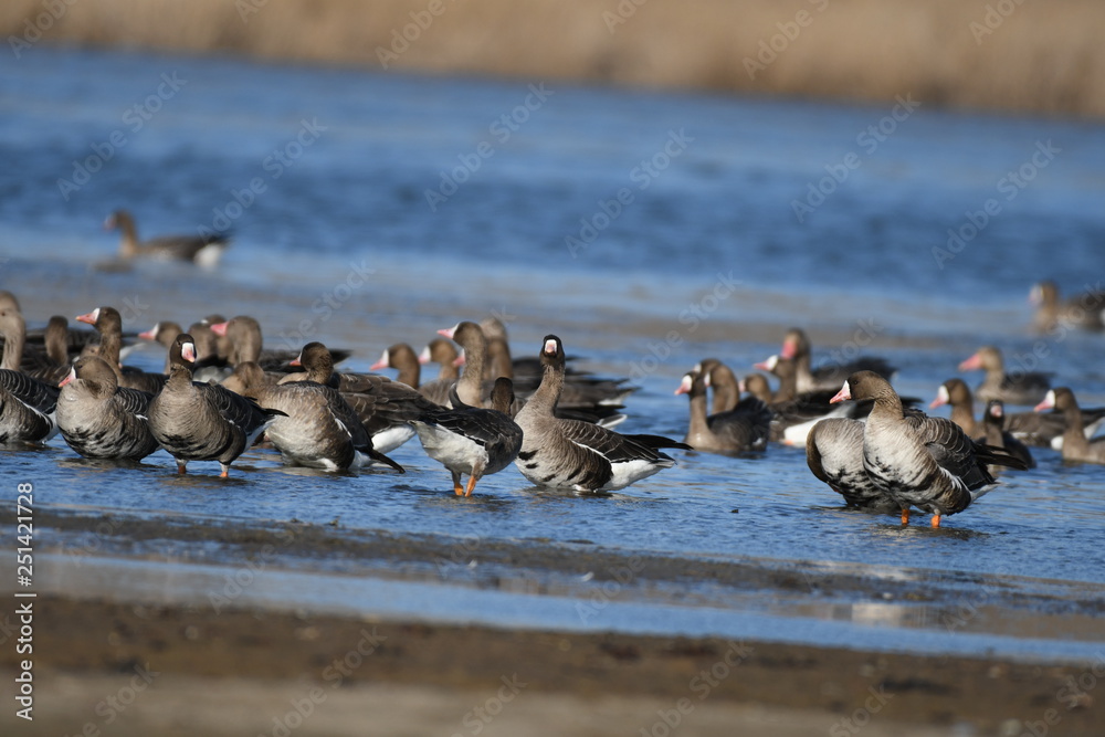 Greater White-fronted Goose (Anser albifrons) 