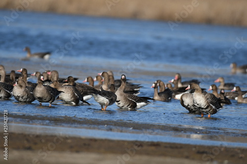 Greater White-fronted Goose (Anser albifrons) 