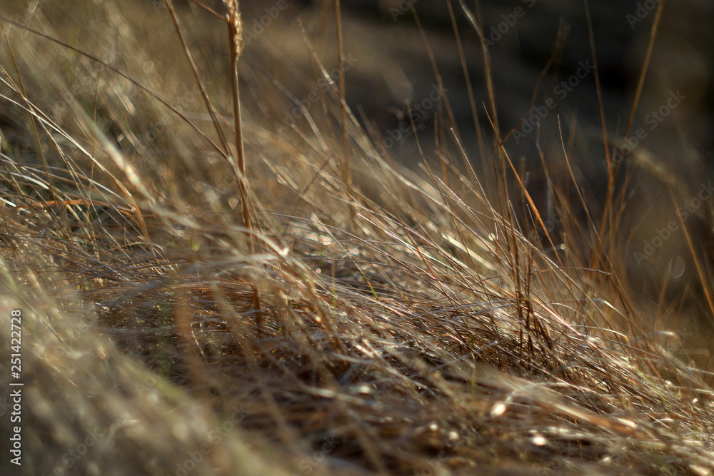 Obraz premium grass in the wind