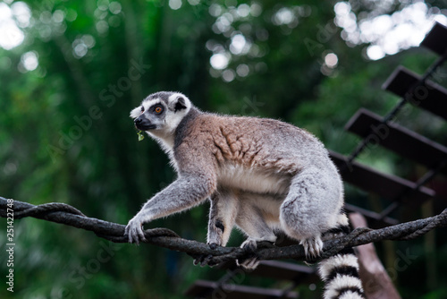 lemur on a tree