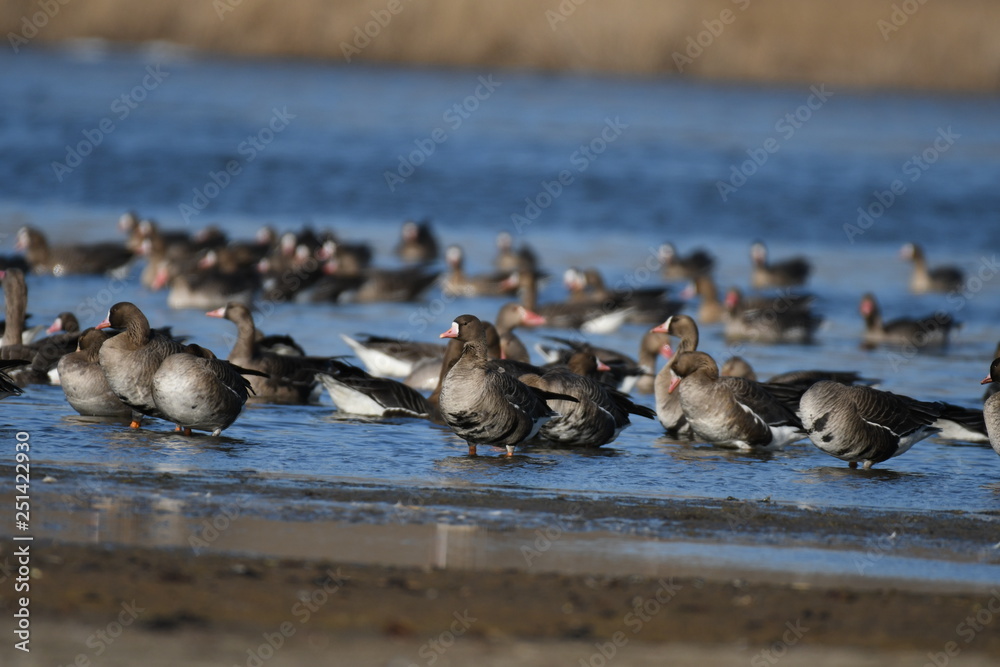 Greater White-fronted Goose (Anser albifrons) Greater White-fronted Goose (Anser albifrons)