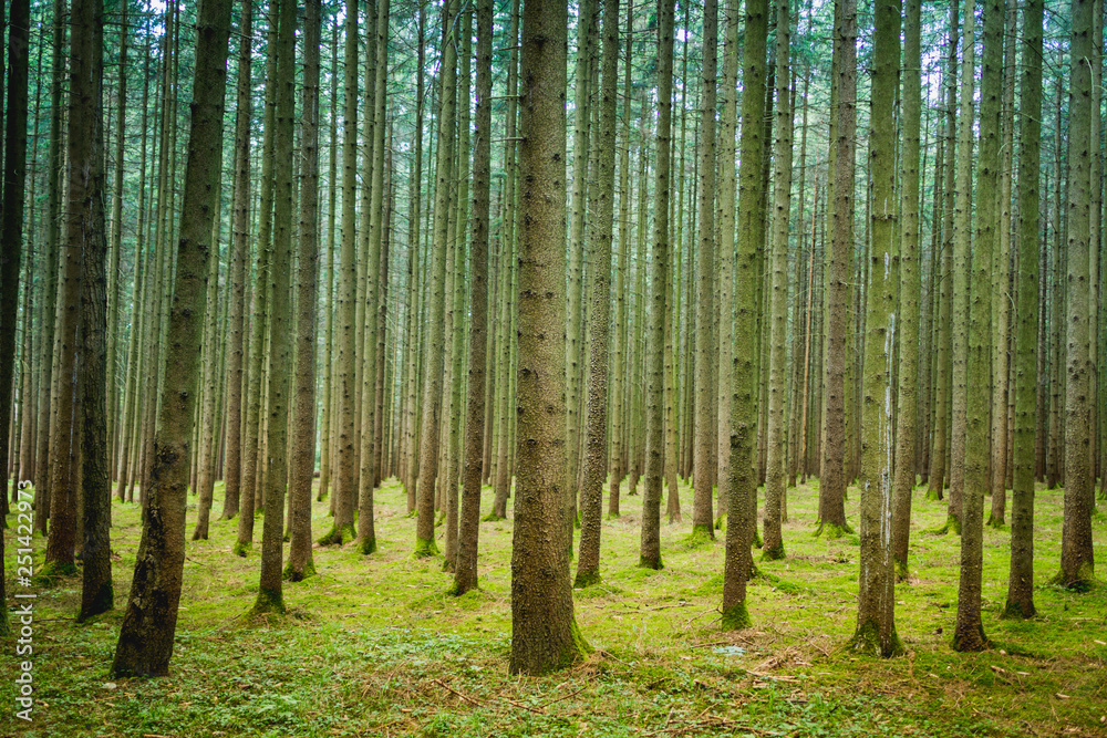 Sometimes you can`t see the forest because of all the trees. Sometimes you can`t see the forest because of all the trees.