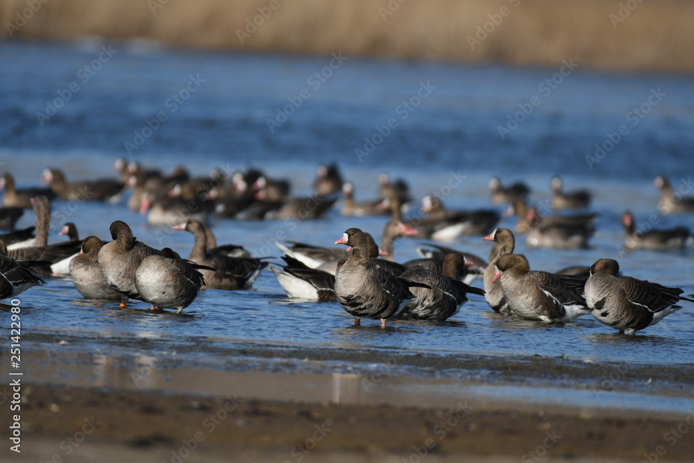 Greater White-fronted Goose (Anser albifrons) Greater White-fronted Goose (Anser albifrons)