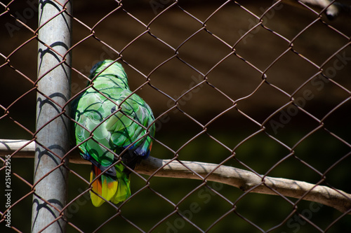 parrot on chains waiting for freedom photo