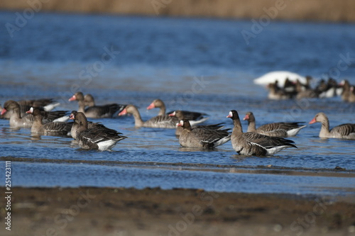 Greater White-fronted Goose (Anser albifrons) 