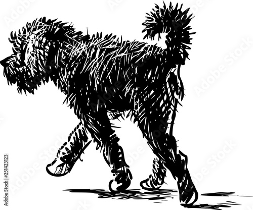 A black shaggy dog goes on a stroll
